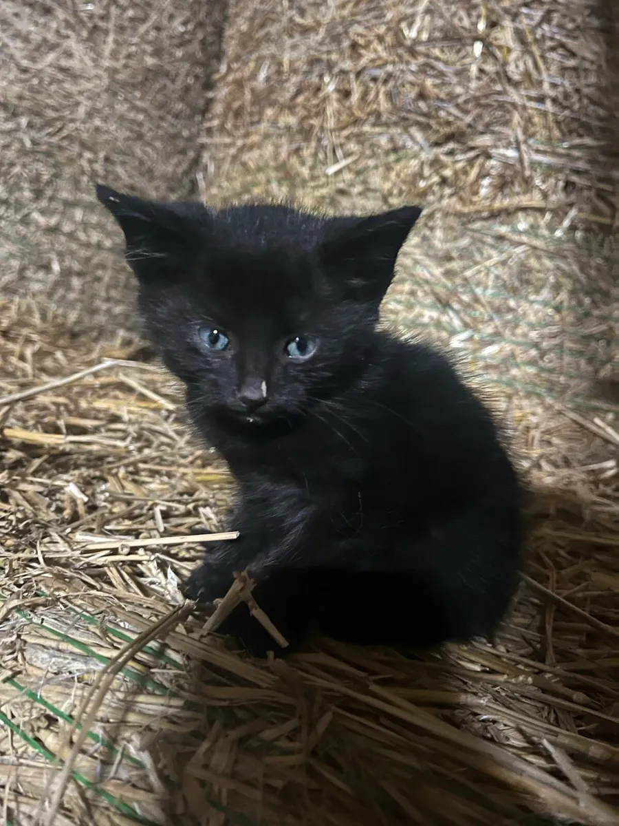 ***Tame farm kittens*** - Image 4