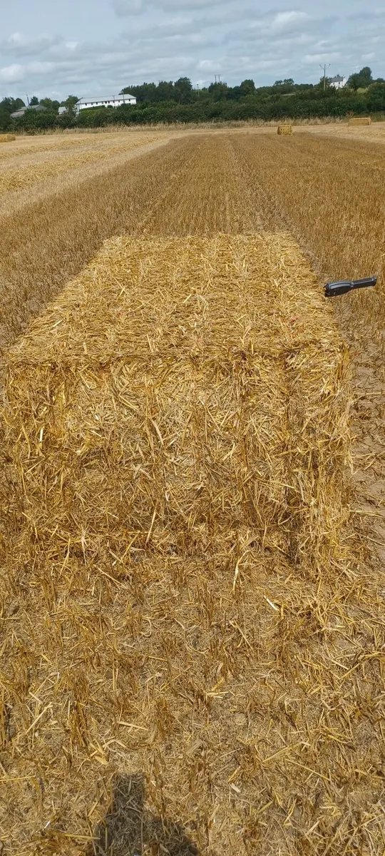 Wheat and  oat straw - Image 3