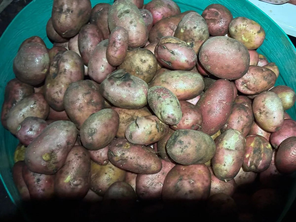 Rooster eating patotoes - Image 2