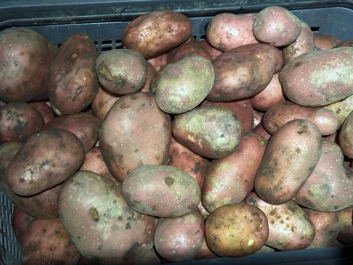 Rooster eating patotoes - Image 3