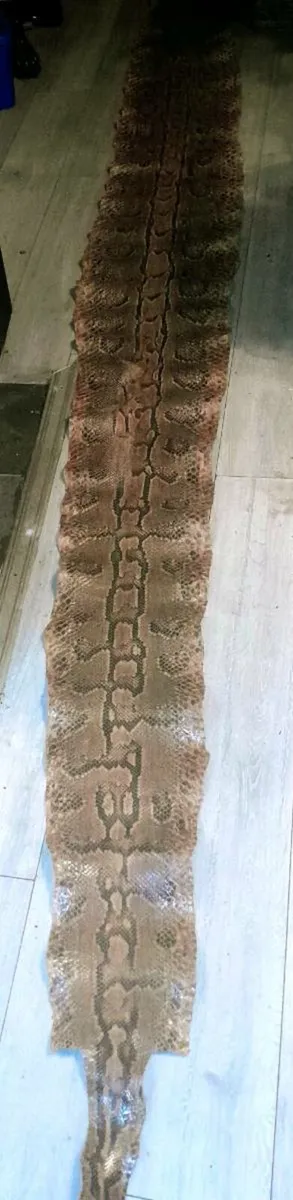 Genuine Python hide 4m long - Image 1