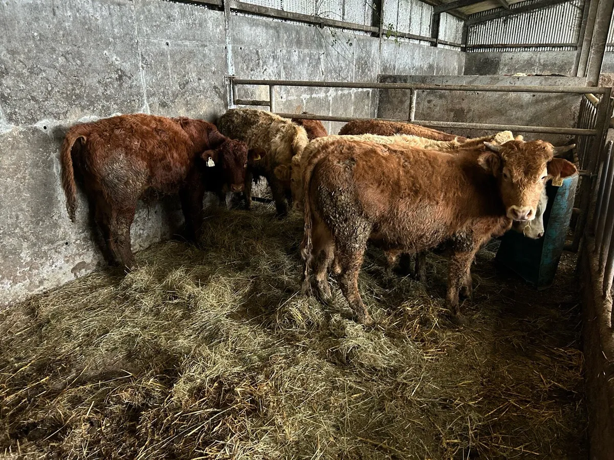 5 Limousine Bull Weanlings - Image 1