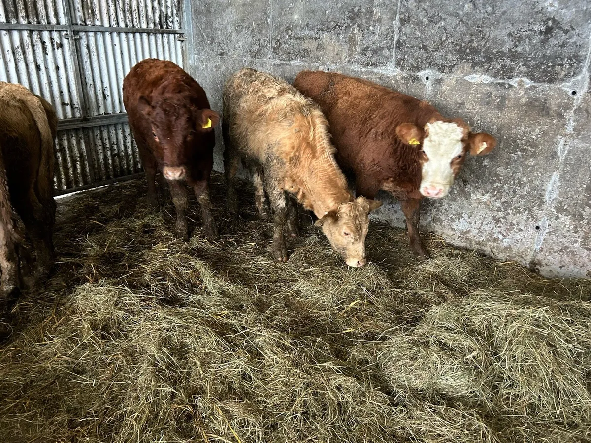 5 Limousine Bull Weanlings - Image 2