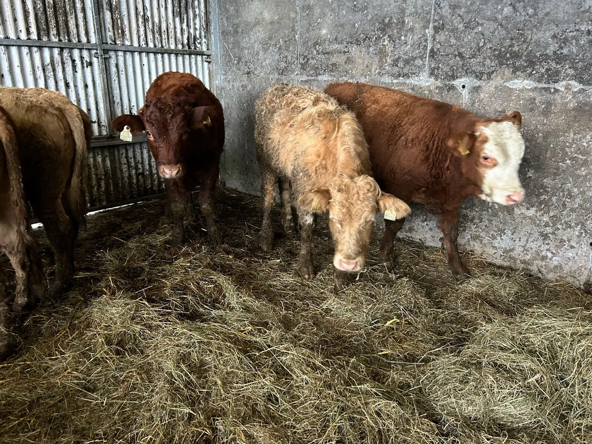 5 Limousine Bull Weanlings - Image 3