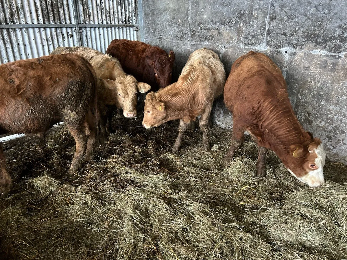 5 Limousine Bull Weanlings - Image 4