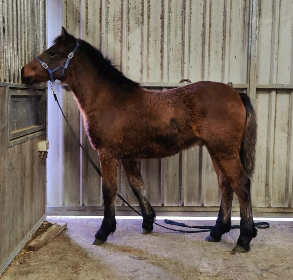 Connemara colt foal - Image 1