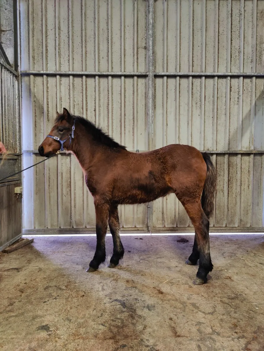 Connemara colt foal - Image 2
