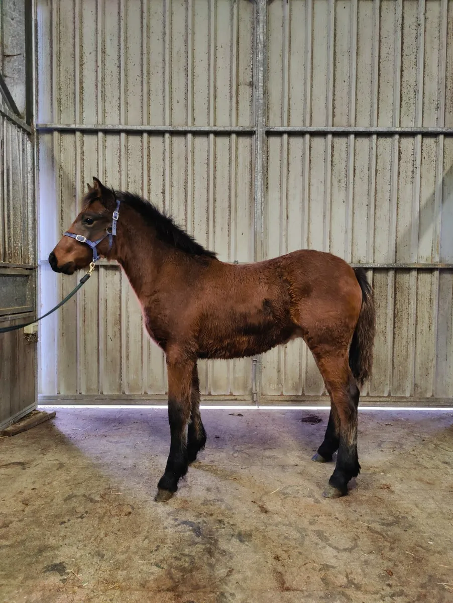 Connemara colt foal - Image 3