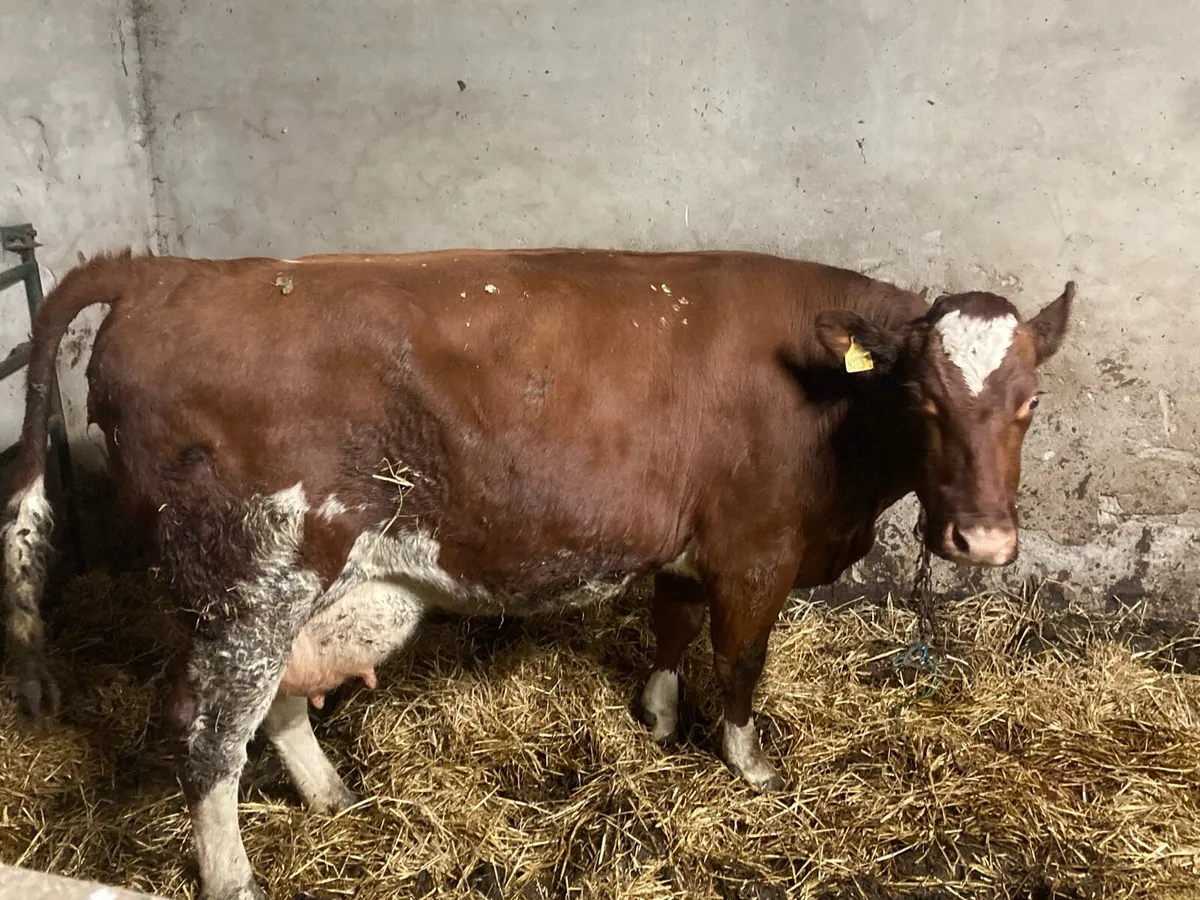 Shorthorn foster cow