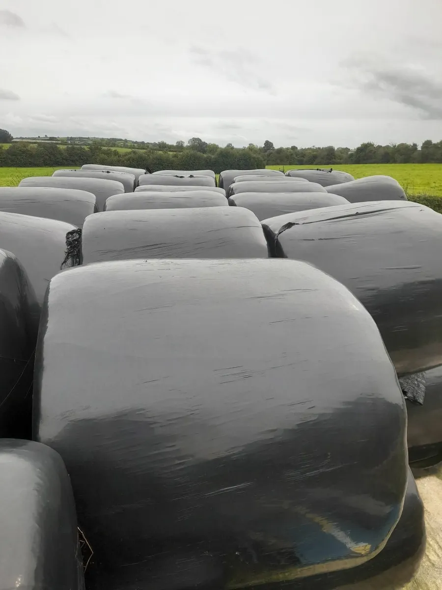 Hay and haylage - Image 4