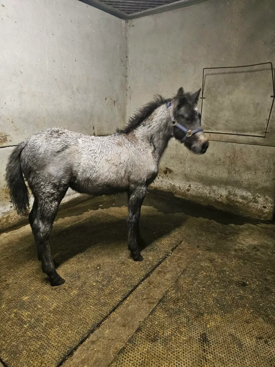 2 Connemara Fillies - Image 1