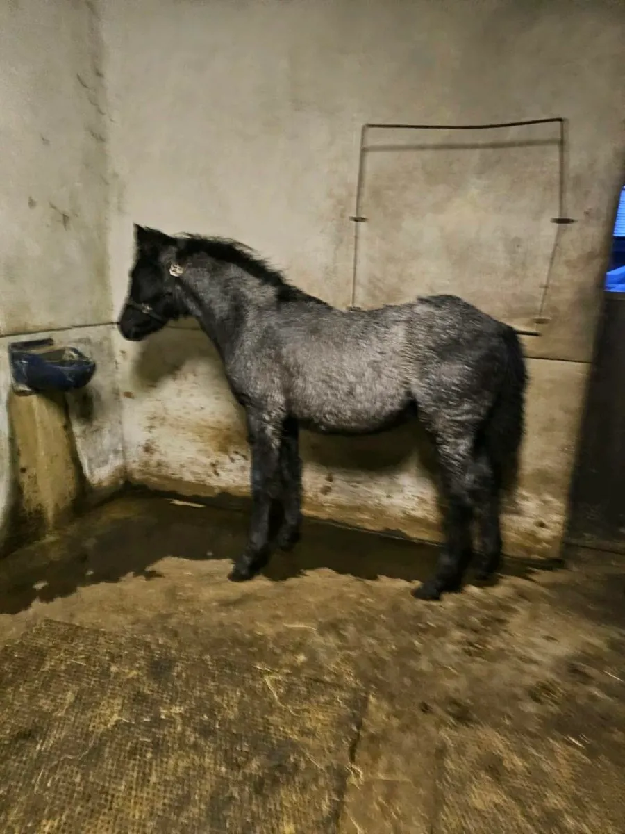 2 Connemara Fillies - Image 2