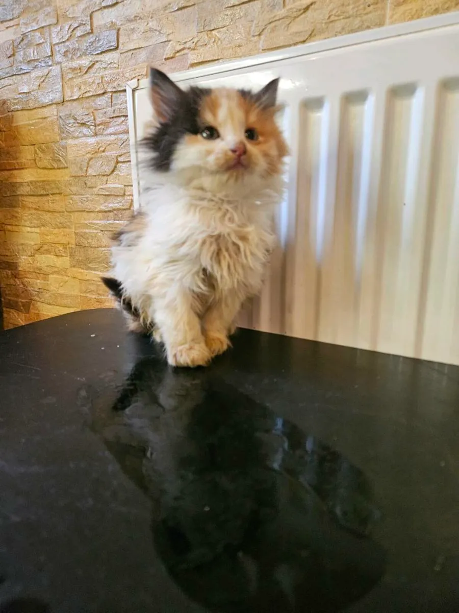 Kittens

Long-Haired

Very affectionate - Image 1