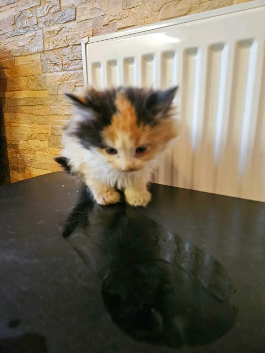 Kittens

Long-Haired

Very affectionate - Image 2