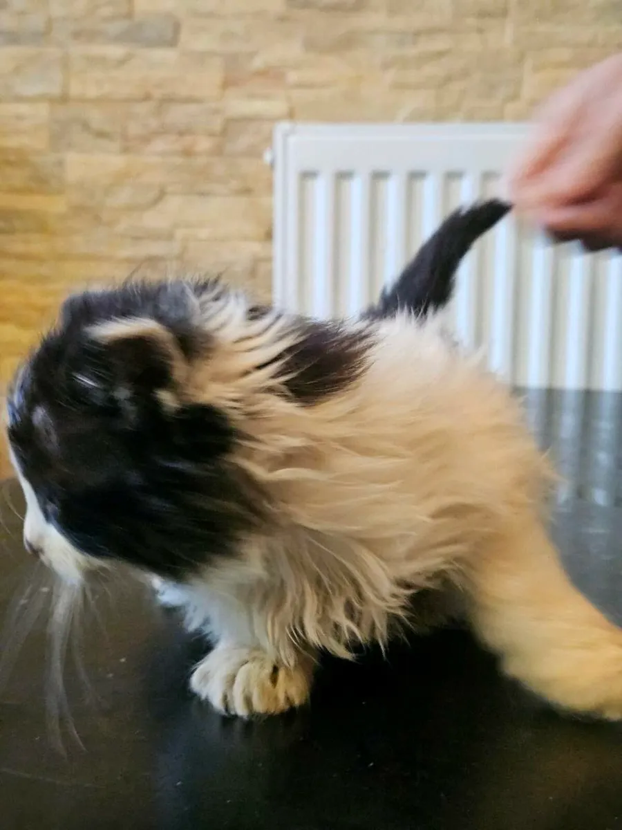 Kittens

Long-Haired

Very affectionate - Image 3