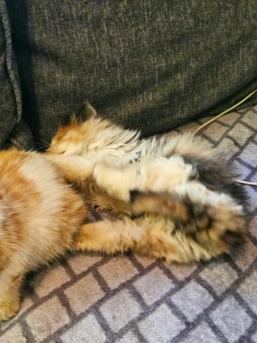 Kittens

Long-Haired

Very affectionate - Image 4