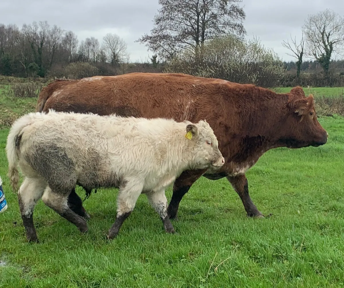 Suckler Cow - Image 1