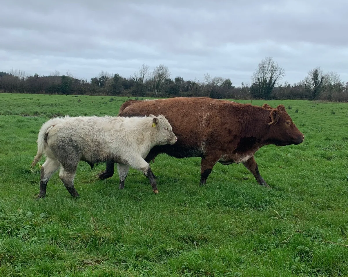 Suckler Cow - Image 2