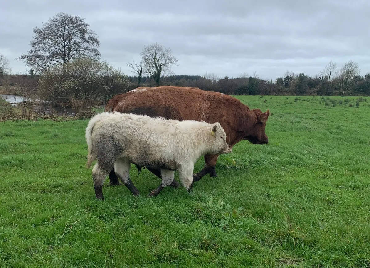 Suckler Cow - Image 3