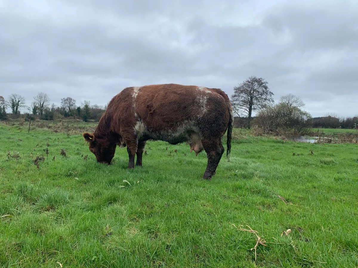 Suckler Cow - Image 4