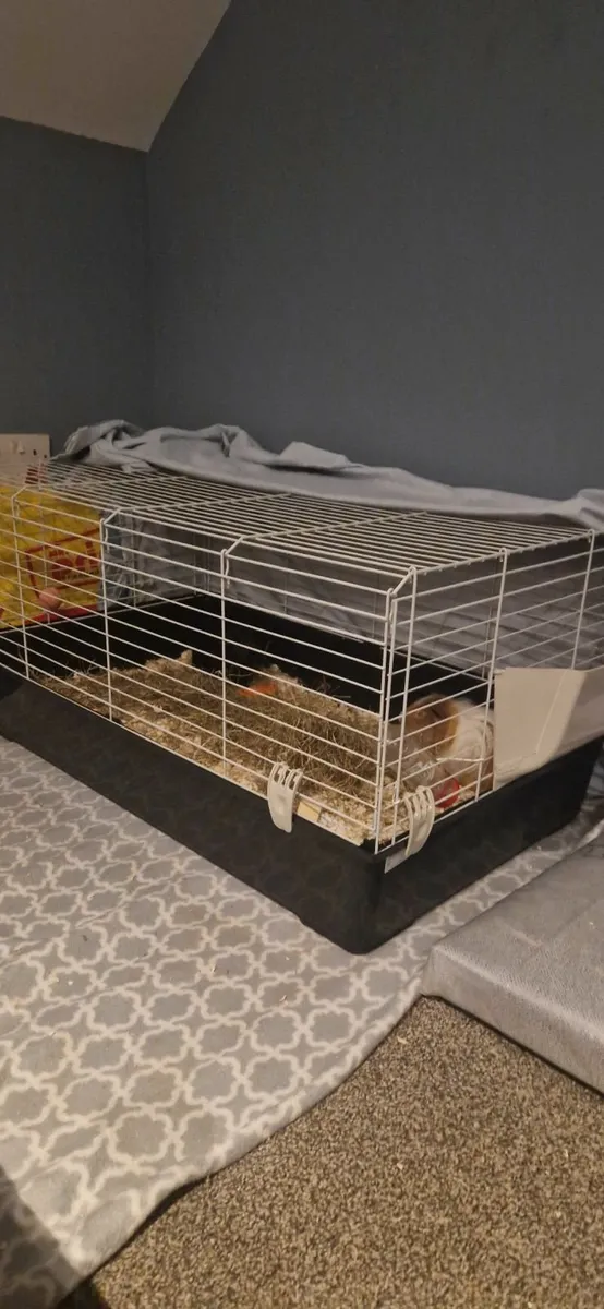 guinea pigs - Image 1