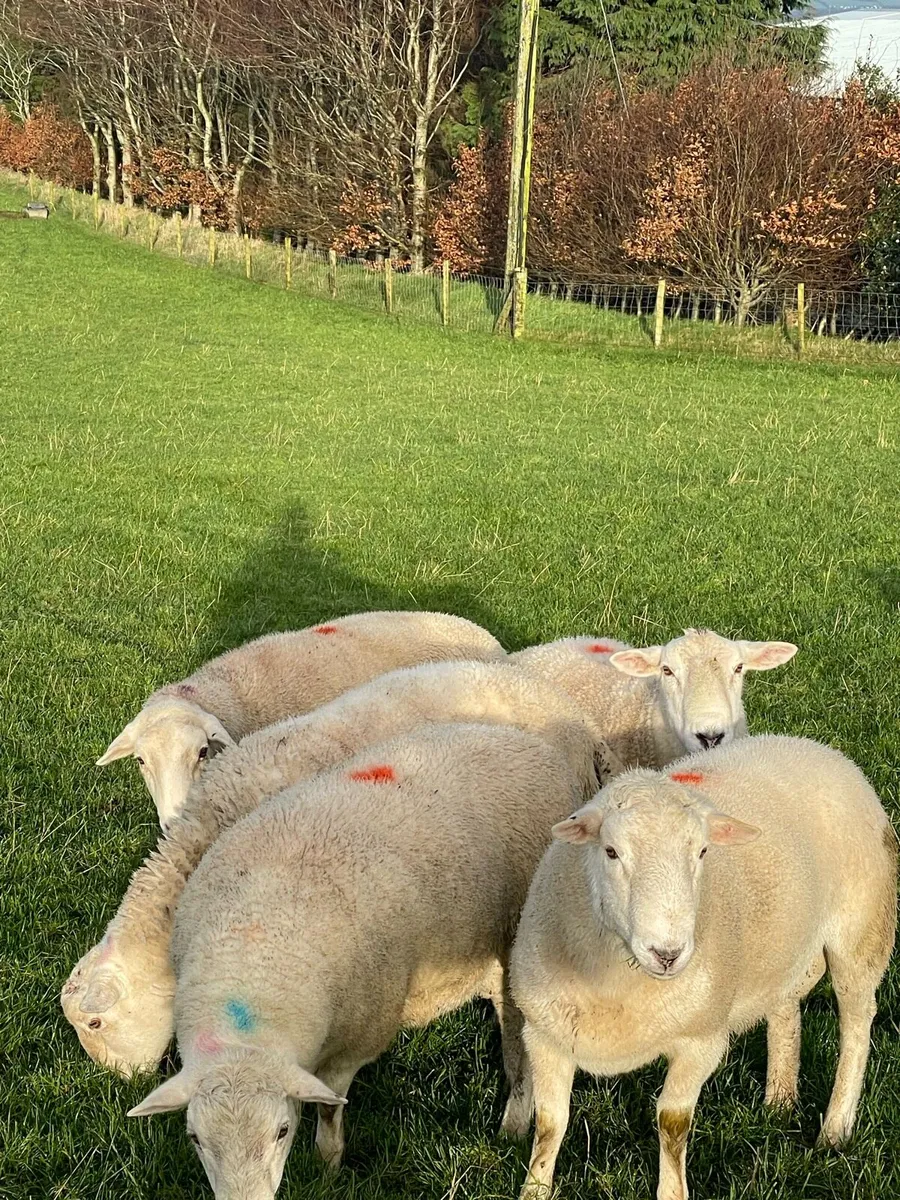 Easycare shearling rams - Image 2