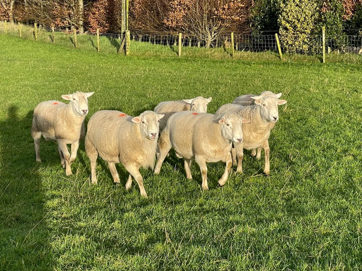 Easycare shearling rams - Image 1