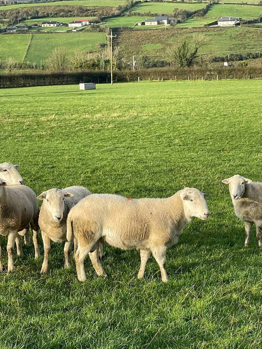 Easycare shearling rams - Image 3