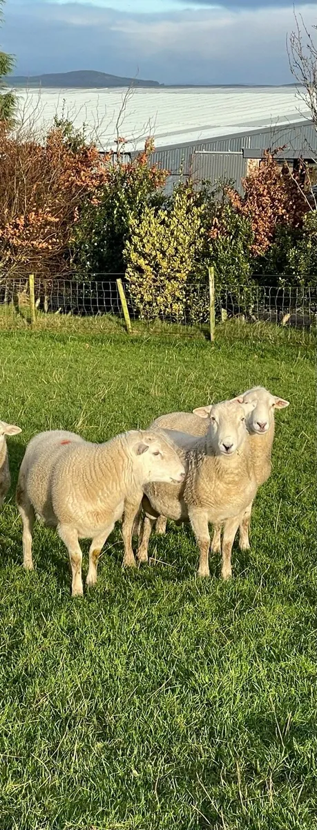 Easycare shearling rams - Image 4