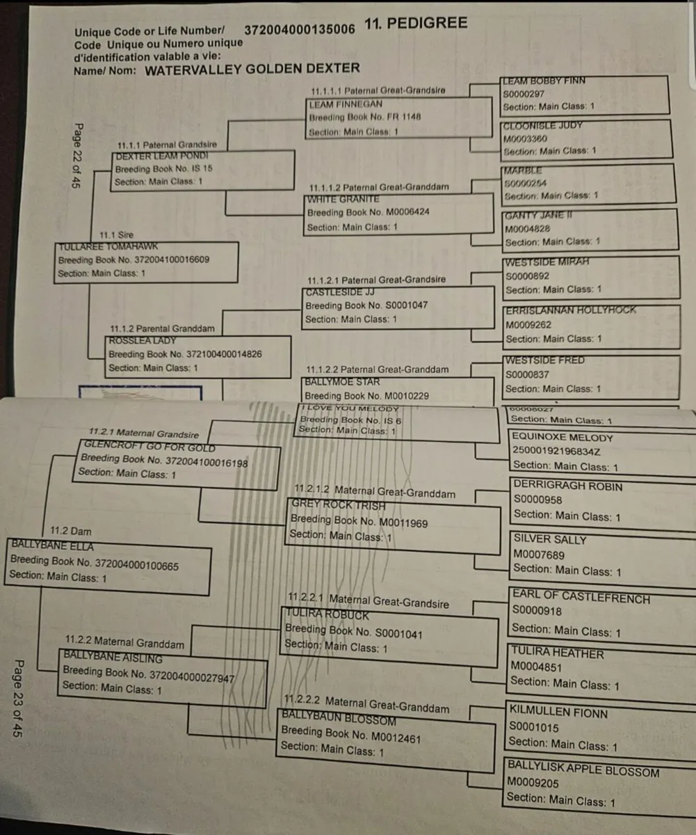 DUN COLT FOAL - Image 1