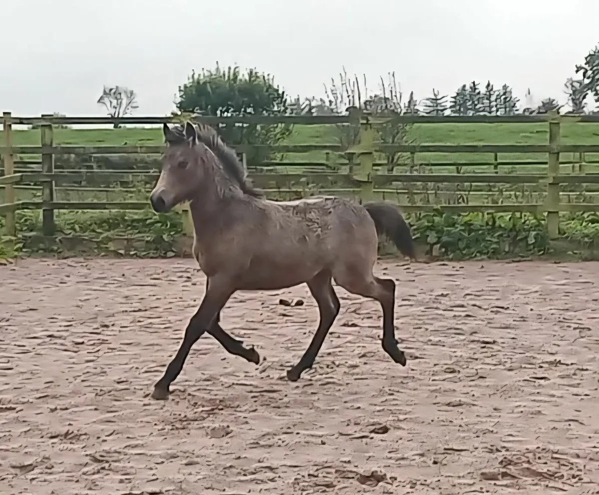 DUN COLT FOAL - Image 3