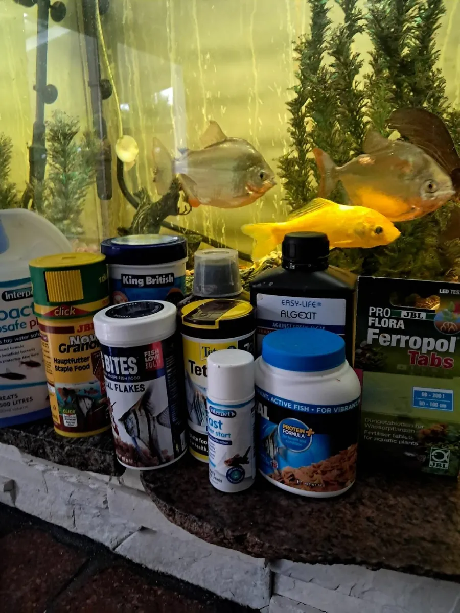 Aquarium with extras - Image 3