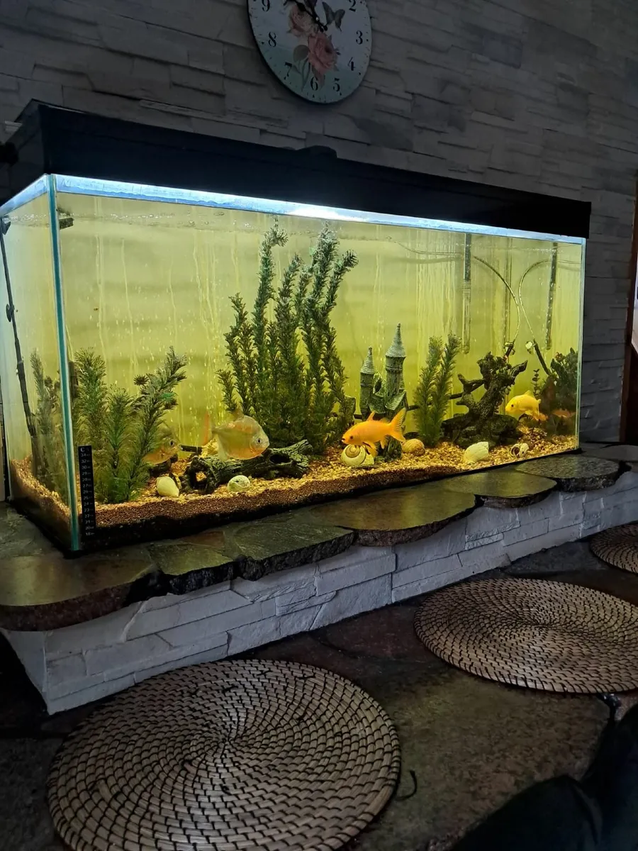 Aquarium with extras - Image 4