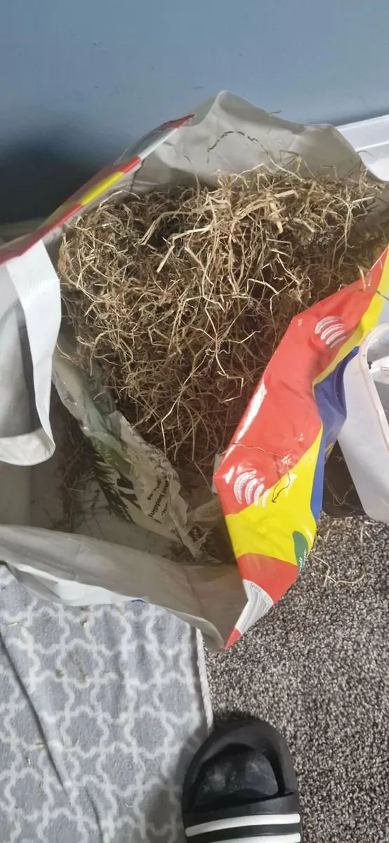 guinea pigs - Image 2