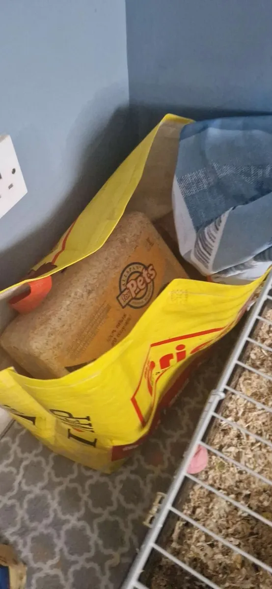 guinea pigs - Image 3