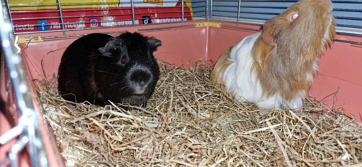 guinea pigs - Image 4