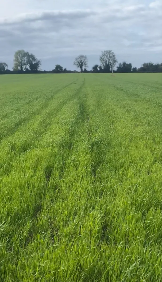 Grazing required - Image 3