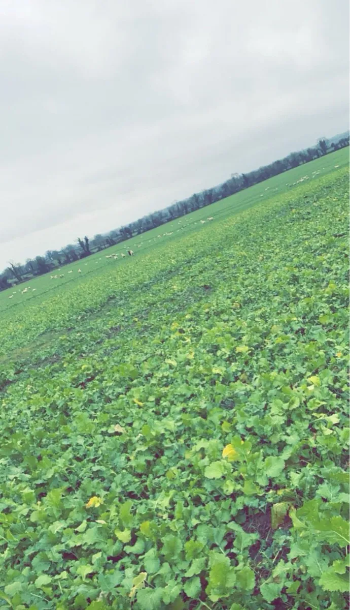 Grazing required - Image 4