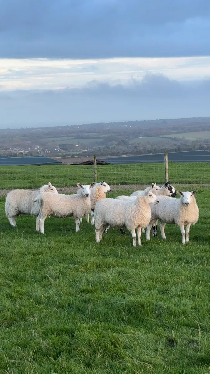 Grazing required - Image 1