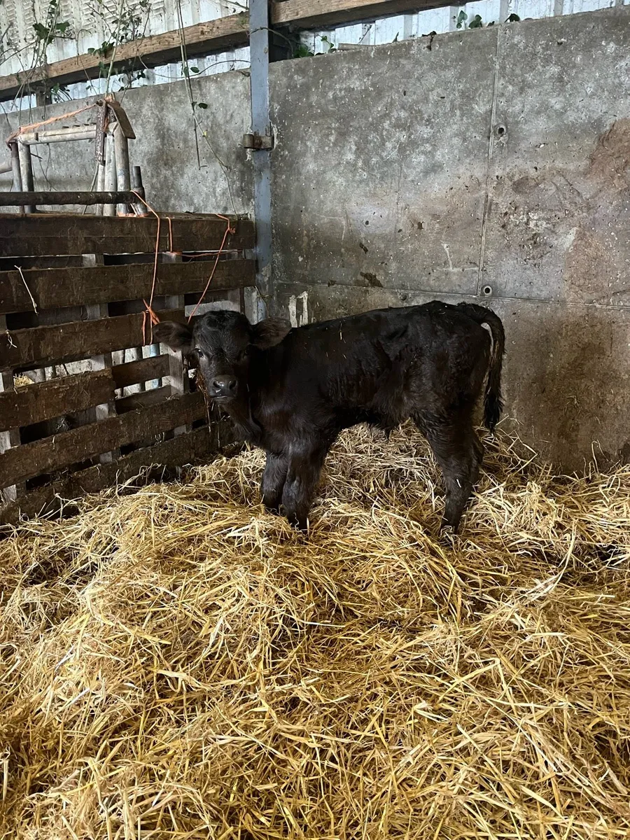 Limousine bull calf suckler bred - Image 1