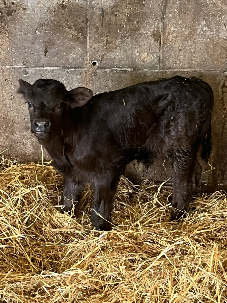 Limousine bull calf suckler bred - Image 2