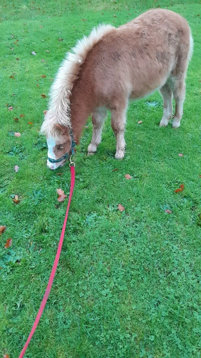 Miniature pony - Image 1