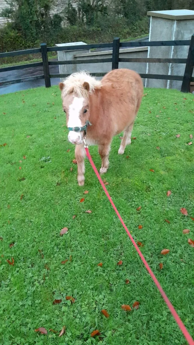 Miniature pony - Image 2