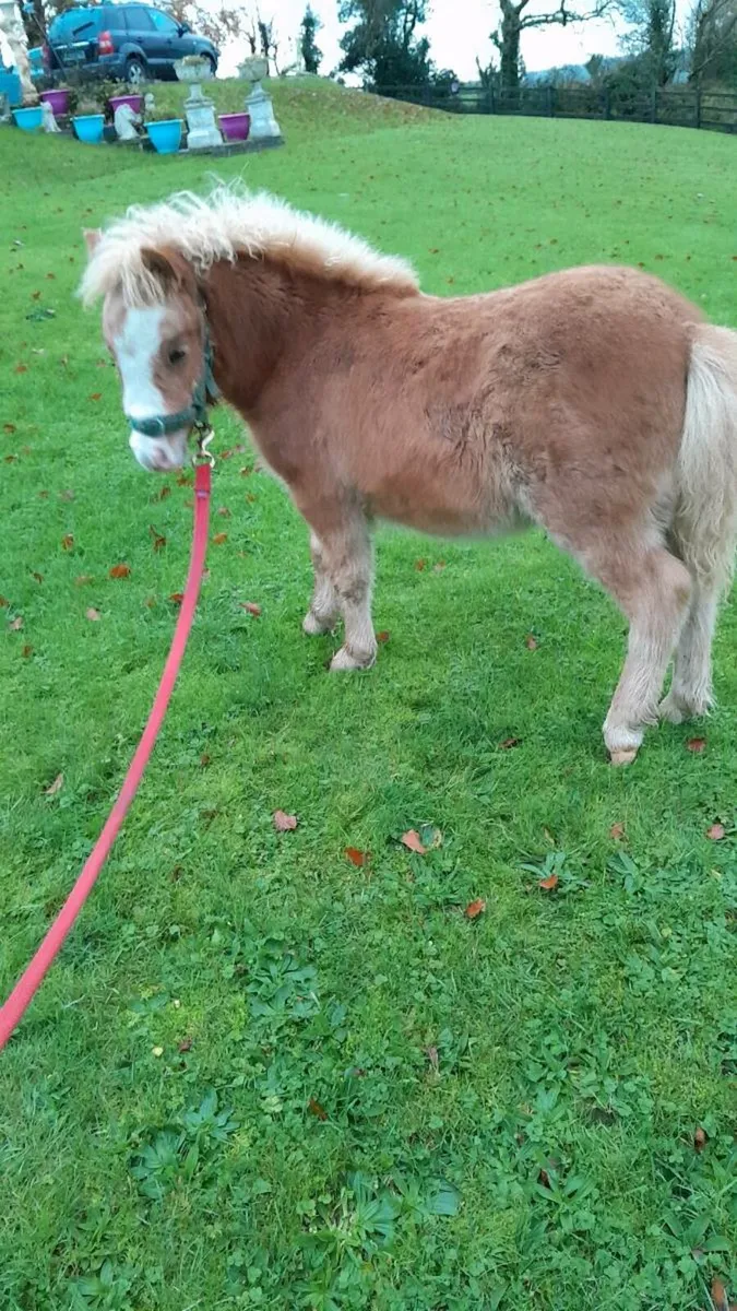 Miniature pony - Image 3