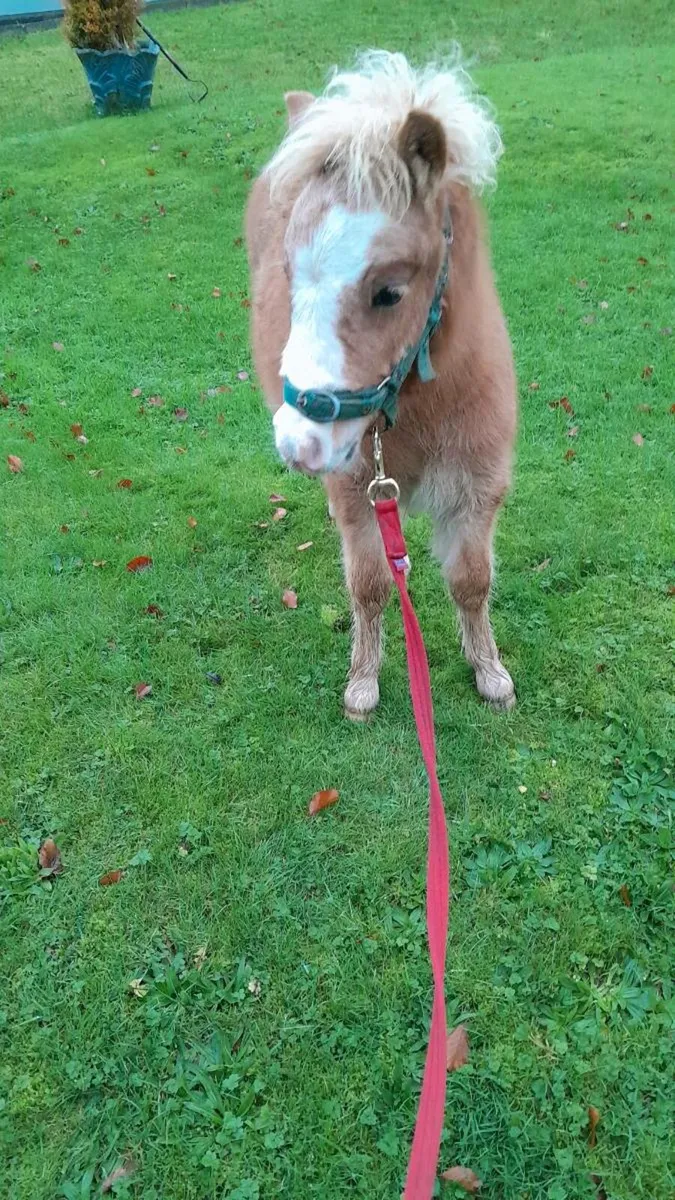 Miniature pony - Image 4