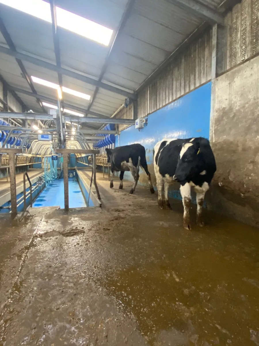 Spring calving heifers - Image 1