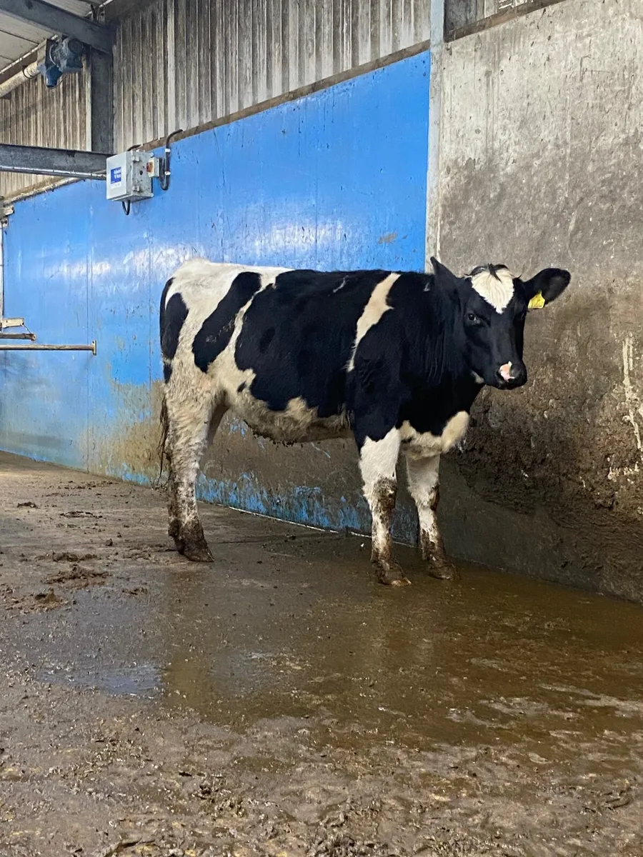 Spring calving heifers - Image 2