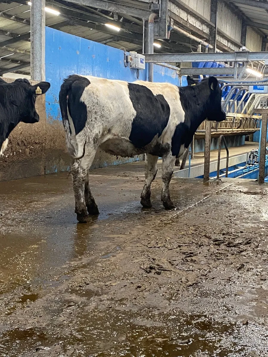 Spring calving heifers - Image 3