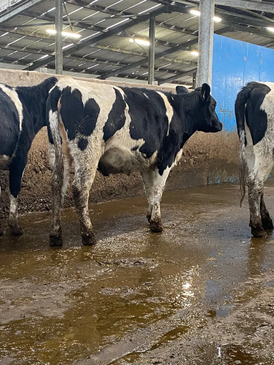 Spring calving heifers - Image 4