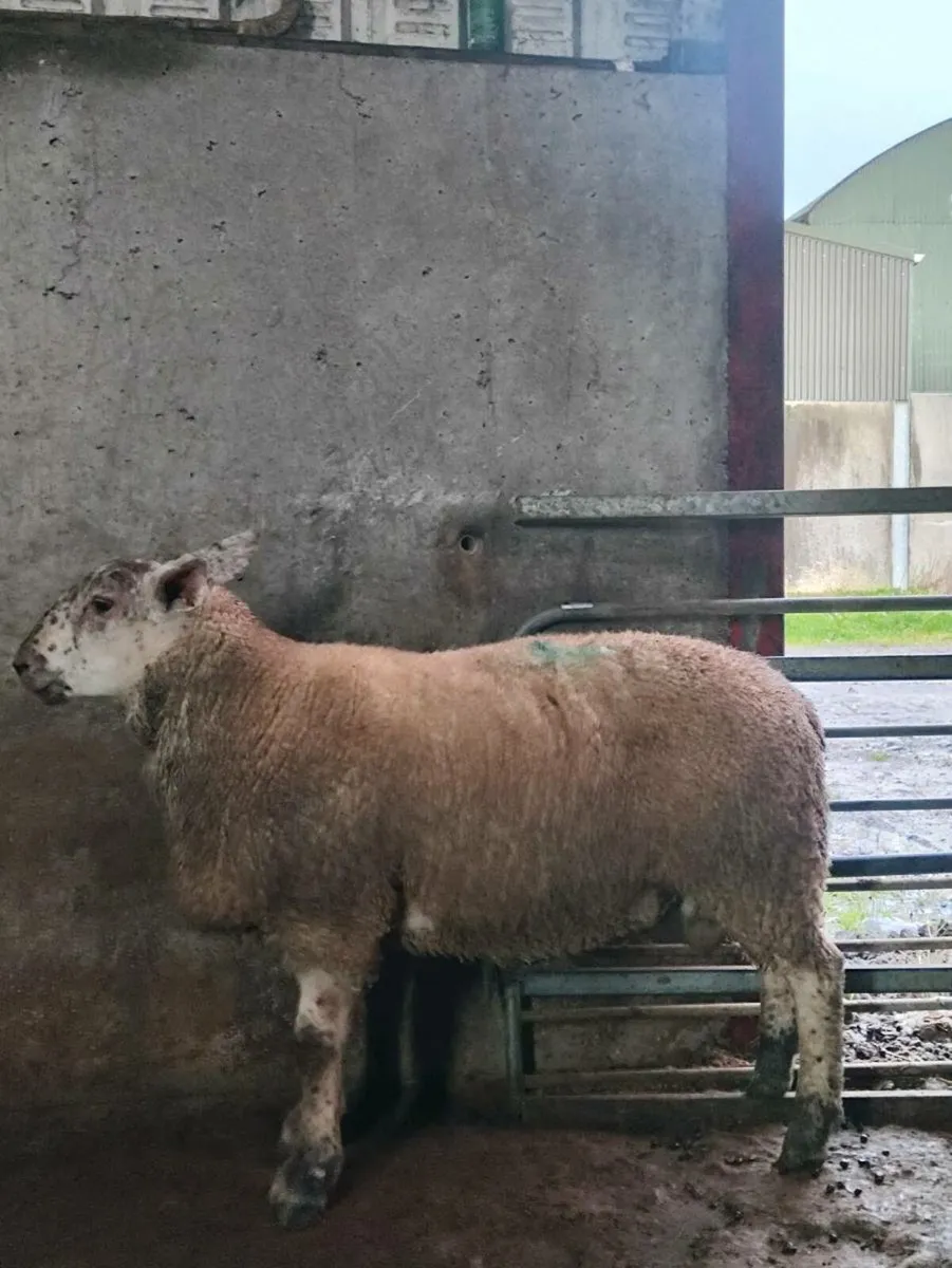 Suitable for ewe lambs Abberfield ram lamb's